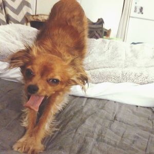 Close-up portrait of dog relaxing on bed at home