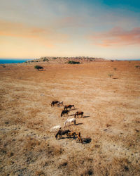 Scenic view of savanna with wild horses roaming free