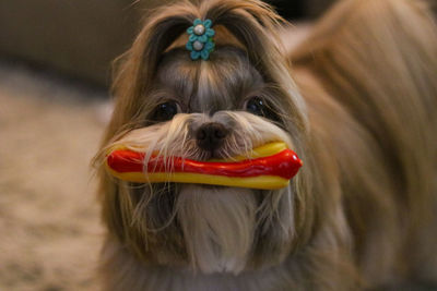 Close-up portrait of dog