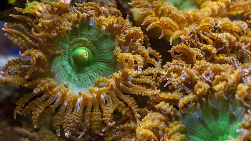 Anemone anemon  mushroom seawater close up