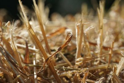 Close-up of crops on field