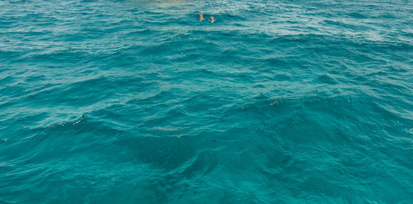 Low section of person swimming in sea