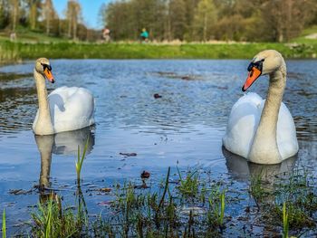 Swans swimming in lake