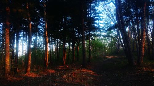 Trees in forest