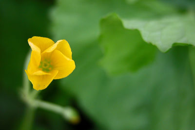 Close-up of yellow flower