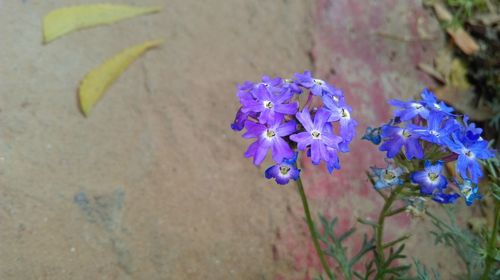 Close-up of purple flowers blooming outdoors