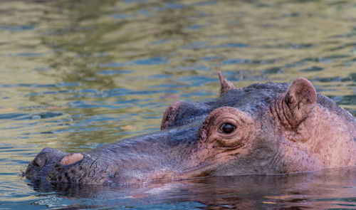 Hippopotamus swimming in pond