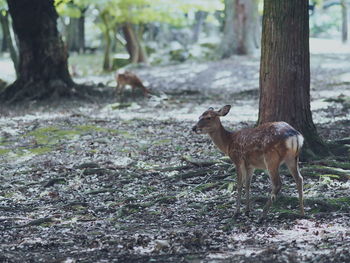 Deer on field in forest