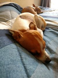 Dog sleeping on sofa