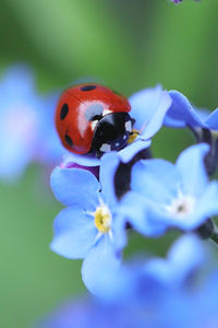 Close-up of ladybug on purple flower