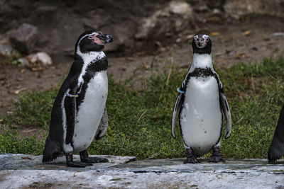 Penguins standing on rocks