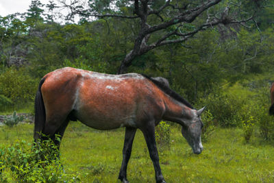 Side view of horse standing on field