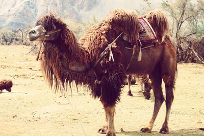 Double hump camel