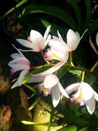 Close-up of white flowers