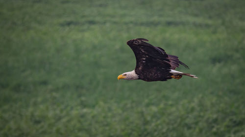 Bald eagle soaring over a blurred background