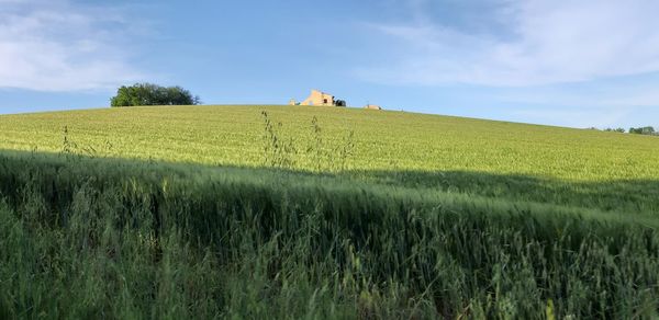 Scenic view of farm against sky