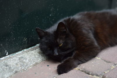 High angle view of cat on footpath