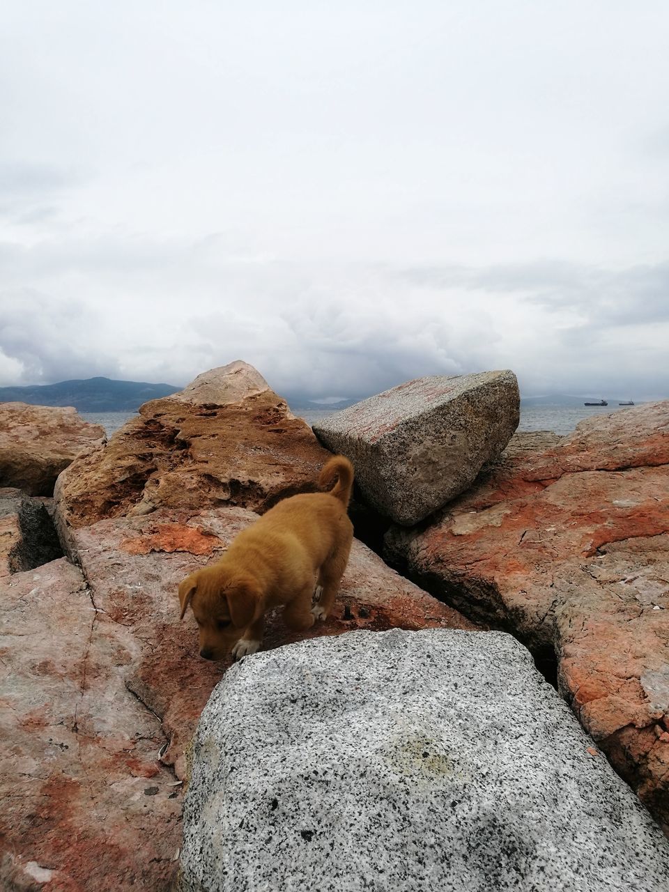 rock - object, animal themes, mammal, one animal, no people, day, nature, sky, cloud - sky, outdoors, domestic animals, pets