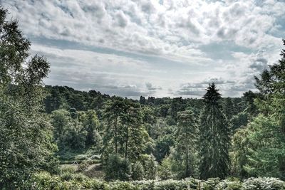 Trees growing in forest against sky