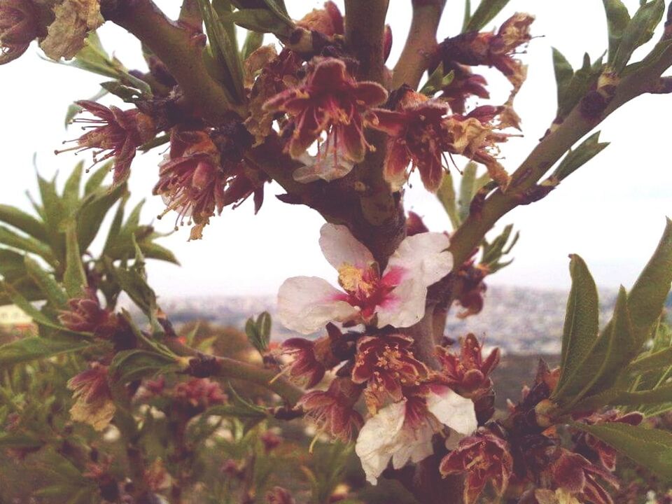 growth, branch, tree, low angle view, leaf, freshness, flower, nature, beauty in nature, fragility, close-up, blossom, sky, focus on foreground, day, twig, outdoors, no people, sunlight, botany