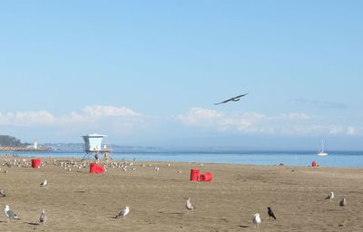 Birds on beach against sky