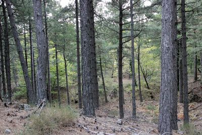 Trees in forest