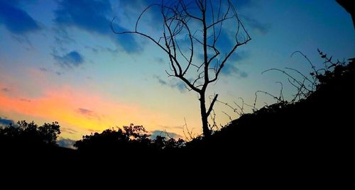 Silhouette of trees at sunset