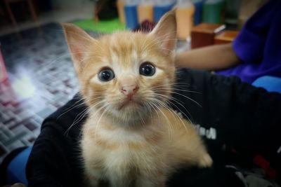 Portrait of cat at home