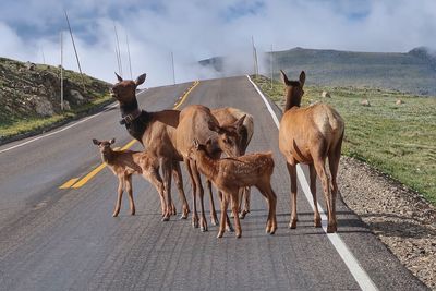 Elk family on a road in rocky mountain national park