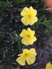 Close-up of yellow flower