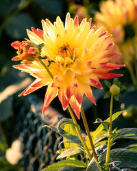 Close-up of insect on yellow flowering plant