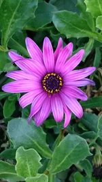 Close-up of passion flower blooming outdoors