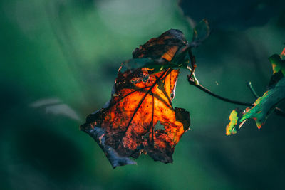 Close-up of leaf