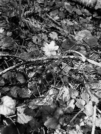 High angle view of flowering plant on field