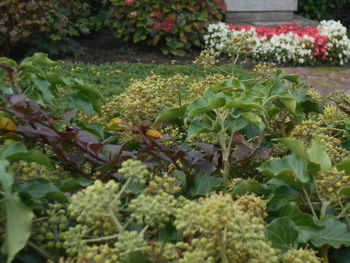 plant