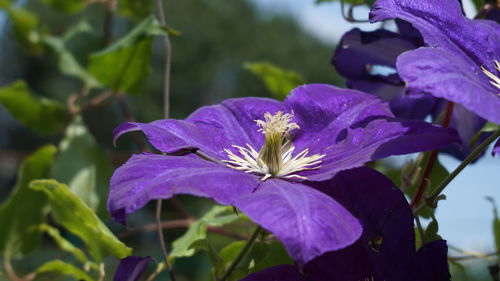 Close-up of purple flowering plant