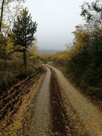 Dirt road along trees and plants against sky