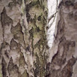 Close-up of tree trunk