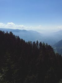 Trees in forest against sky