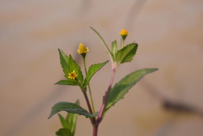 Close-up of flowering plant