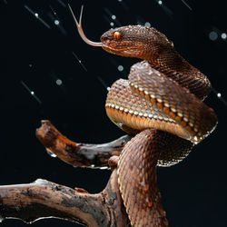 Close-up of red viper snake