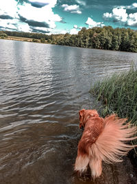 Dog on a lake