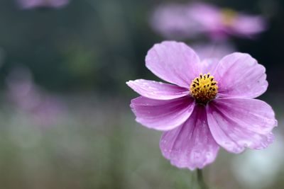 Close-up of pink flower