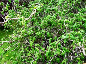 Full frame shot of green leaves