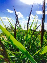 Close-up of fresh green plants in field against sky