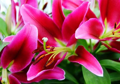 Close-up of pink flowers blooming outdoors