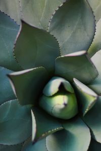 Full frame shot of succulent plant