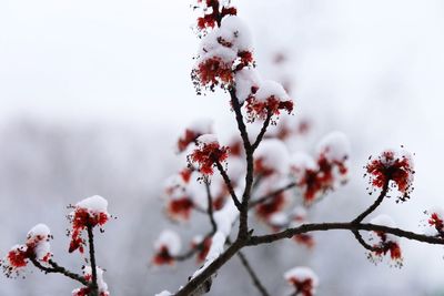 Close-up of cherry blossom on tree during winter
