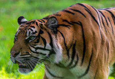 Close-up of a tiger