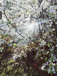 Low angle view of cherry blossom tree